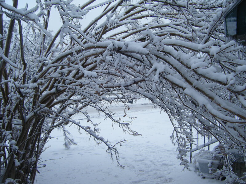 snow-covered branches archway