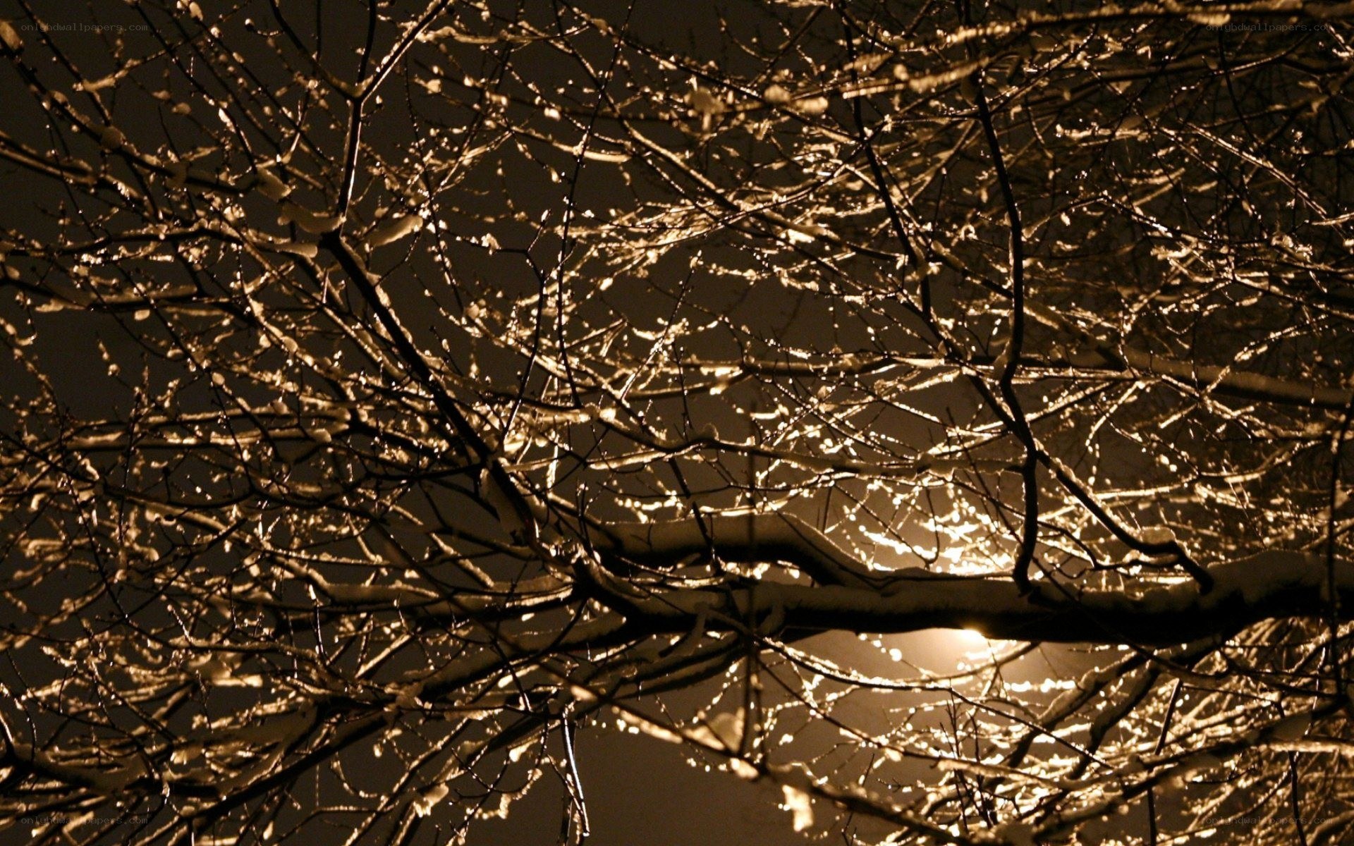 snow-covered branches at night