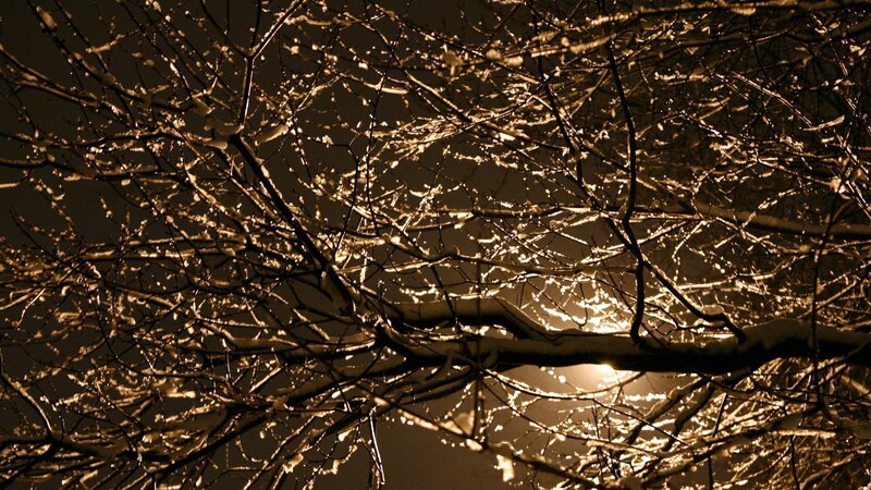snow-covered branches at night