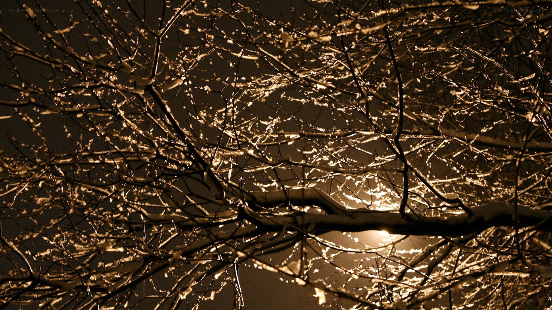 snow-covered branches at night