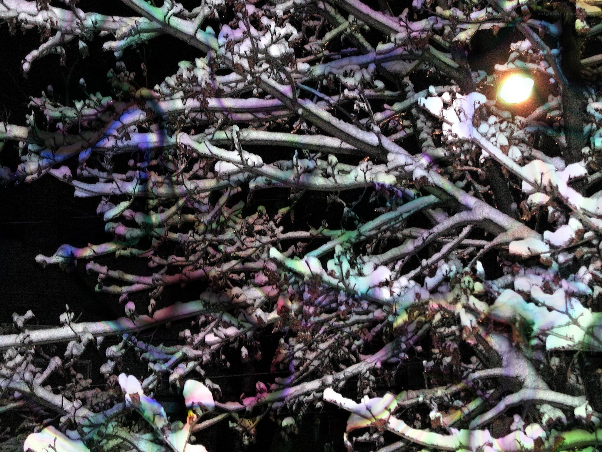snow-covered branches at night