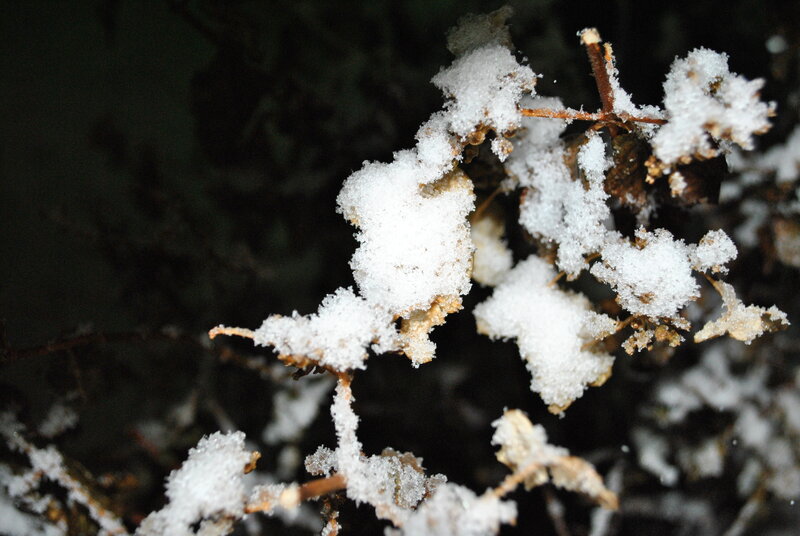 Snow-covered branches at night