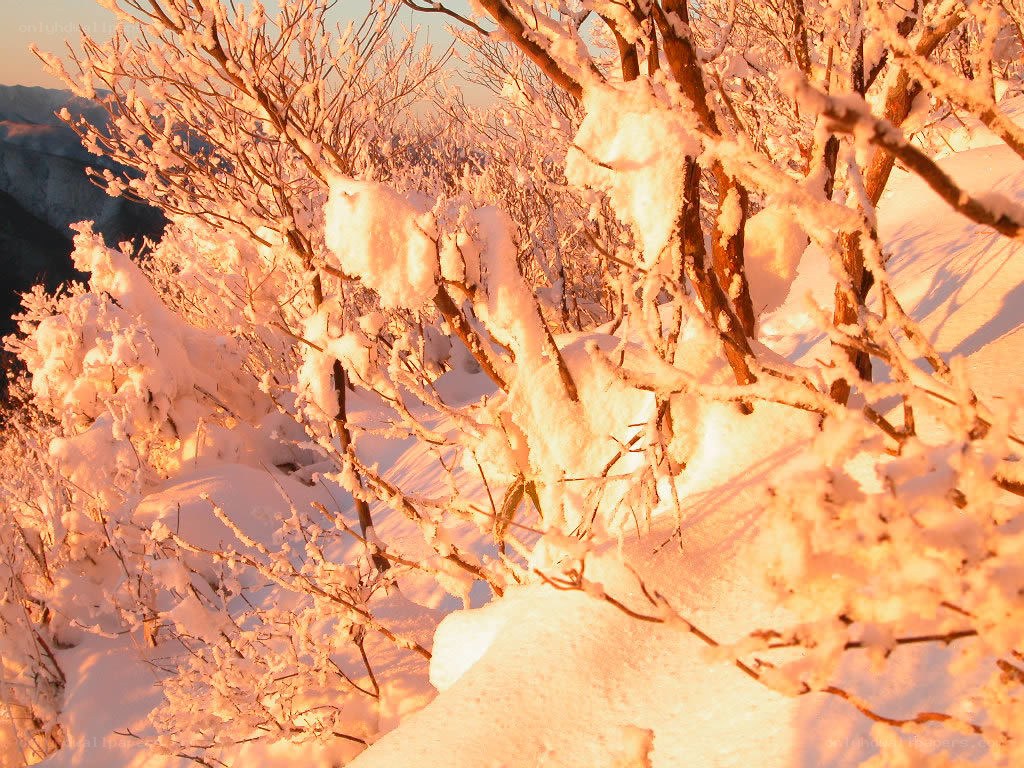 Snow-covered branches at sunrise