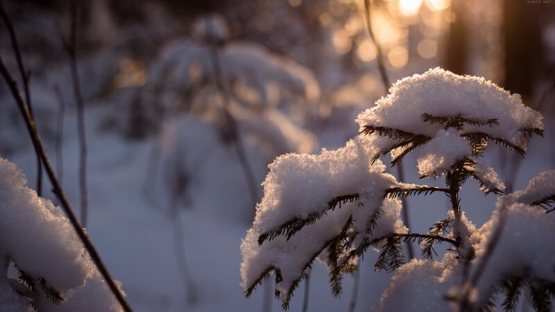 Snow-covered branches at sunset