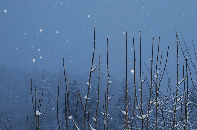 Snow-covered Branches — Blue, Calm