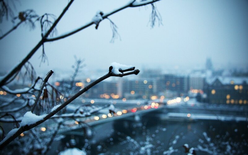 Snow-covered Branches — Blue, Cold