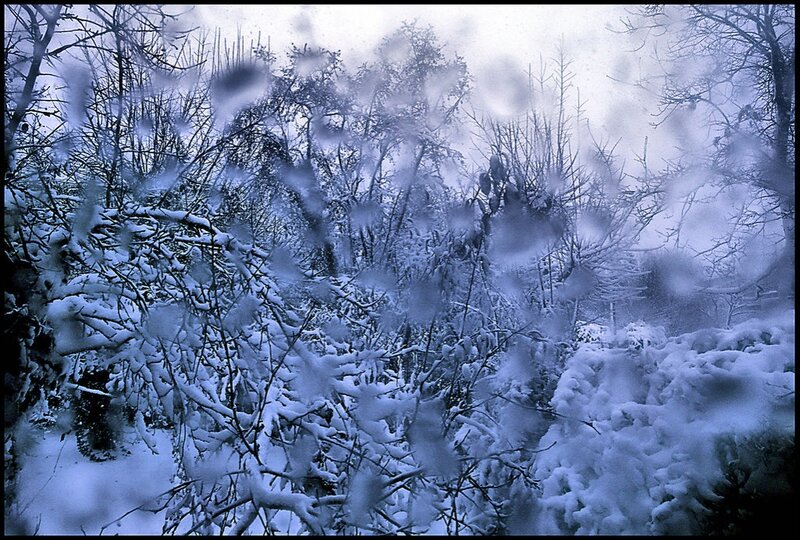 Snow-covered Branches — Blue, Cold, Winter, Photograph, Trees