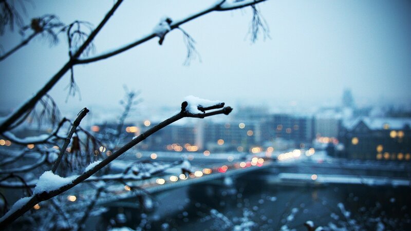 Snow-covered Branches — Blue, Cold, Winter