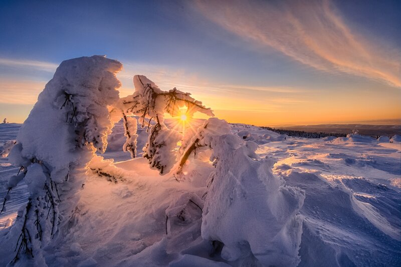 Snow-covered Branches — Blue, Dramatic