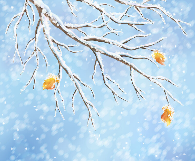 Snow-covered Branches — Blue, Serene