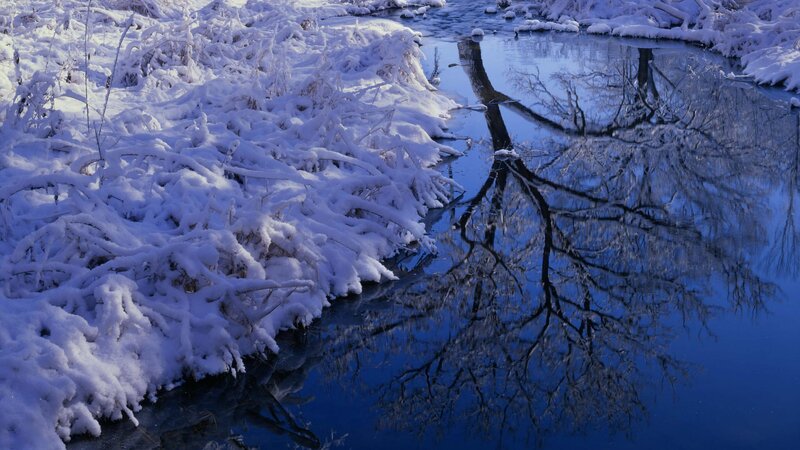 Snow-covered Branches — Blue, Serene, Winter, Photograph, River