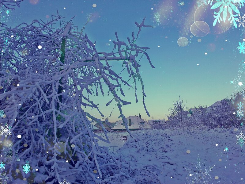 Snow-covered Branches — Blue, Serene, Winter, Photograph, Snow