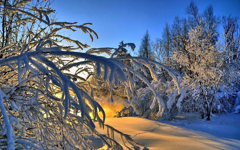 Snow-covered Branches — Blue, Serene, Winter, Photograph, Trees