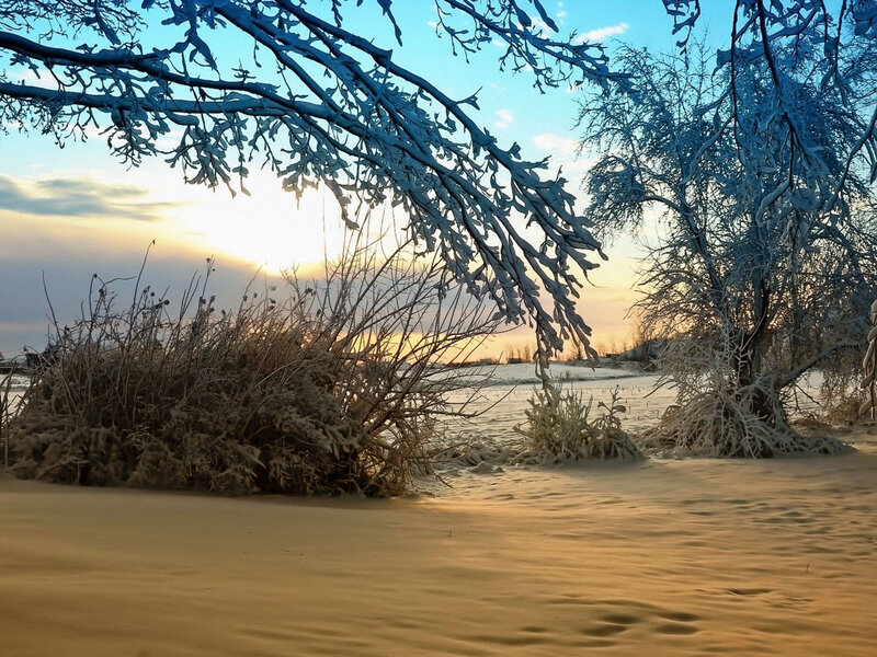 Snow-covered Branches — Blue