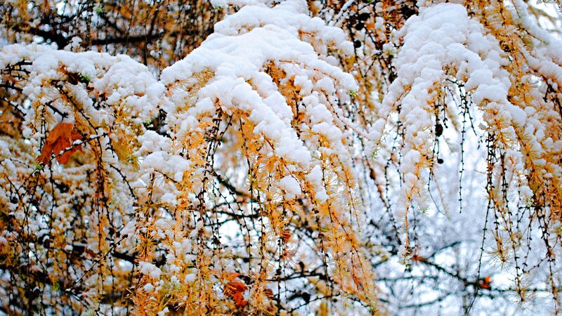 Snow-covered branches in autumn