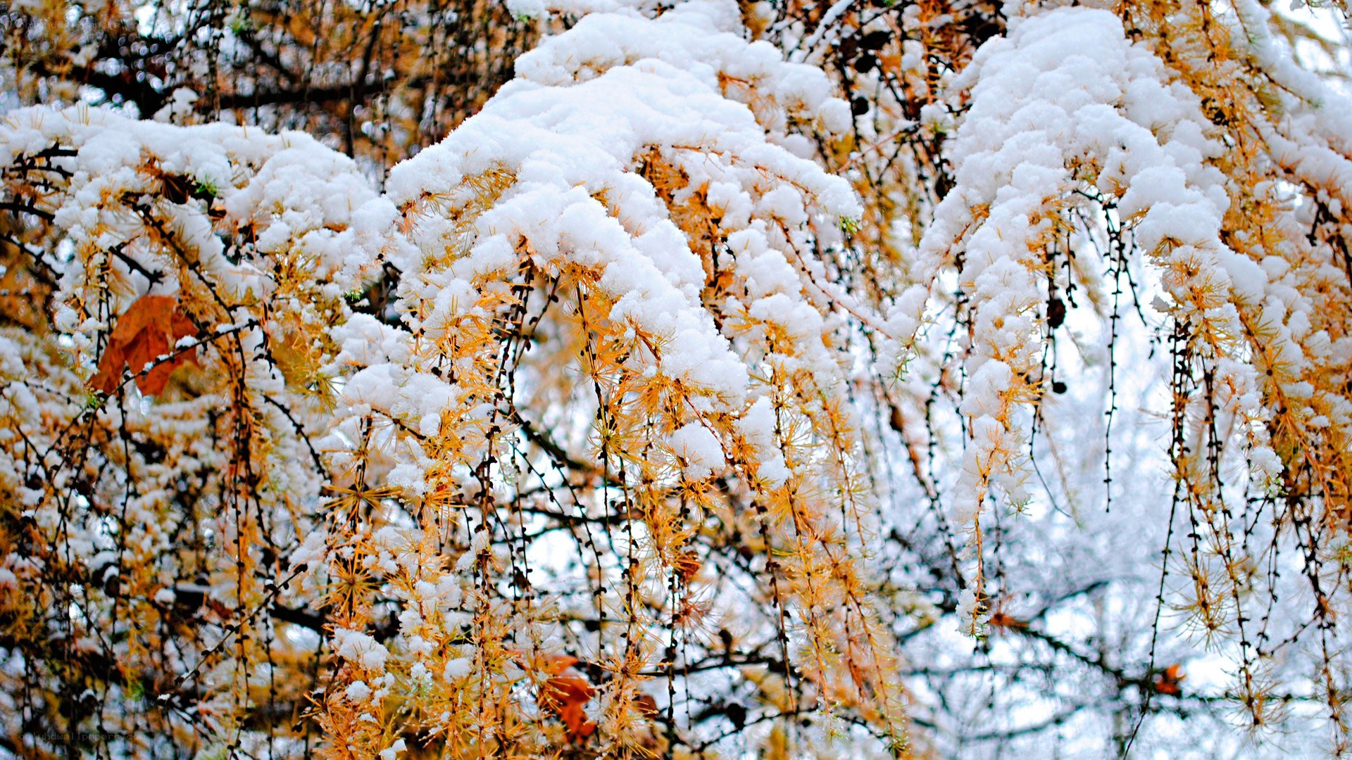Snow-covered branches in autumn
