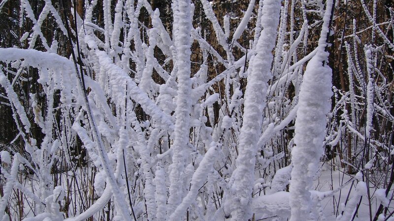 snow-covered branches in forest