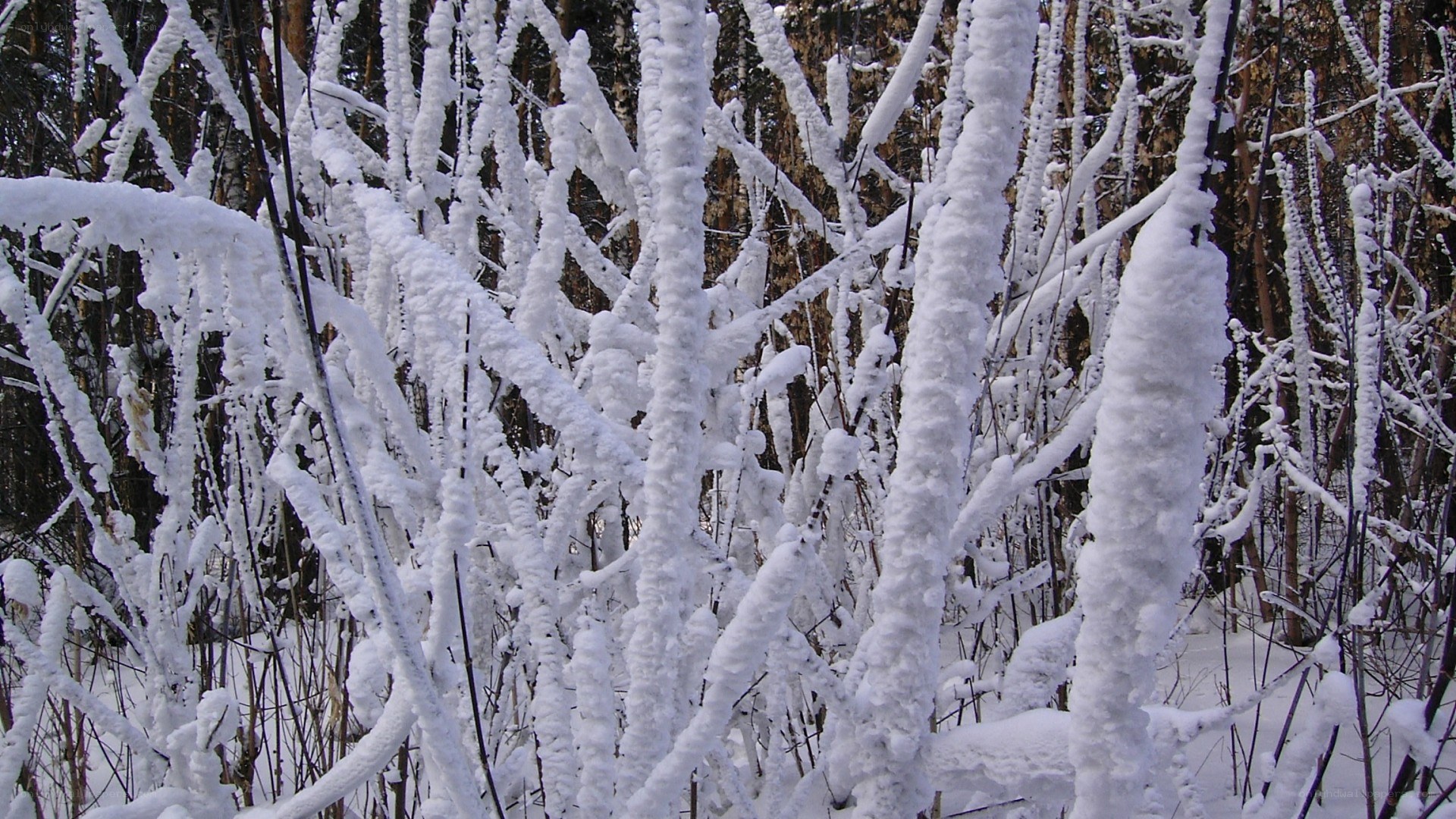 snow-covered branches in forest
