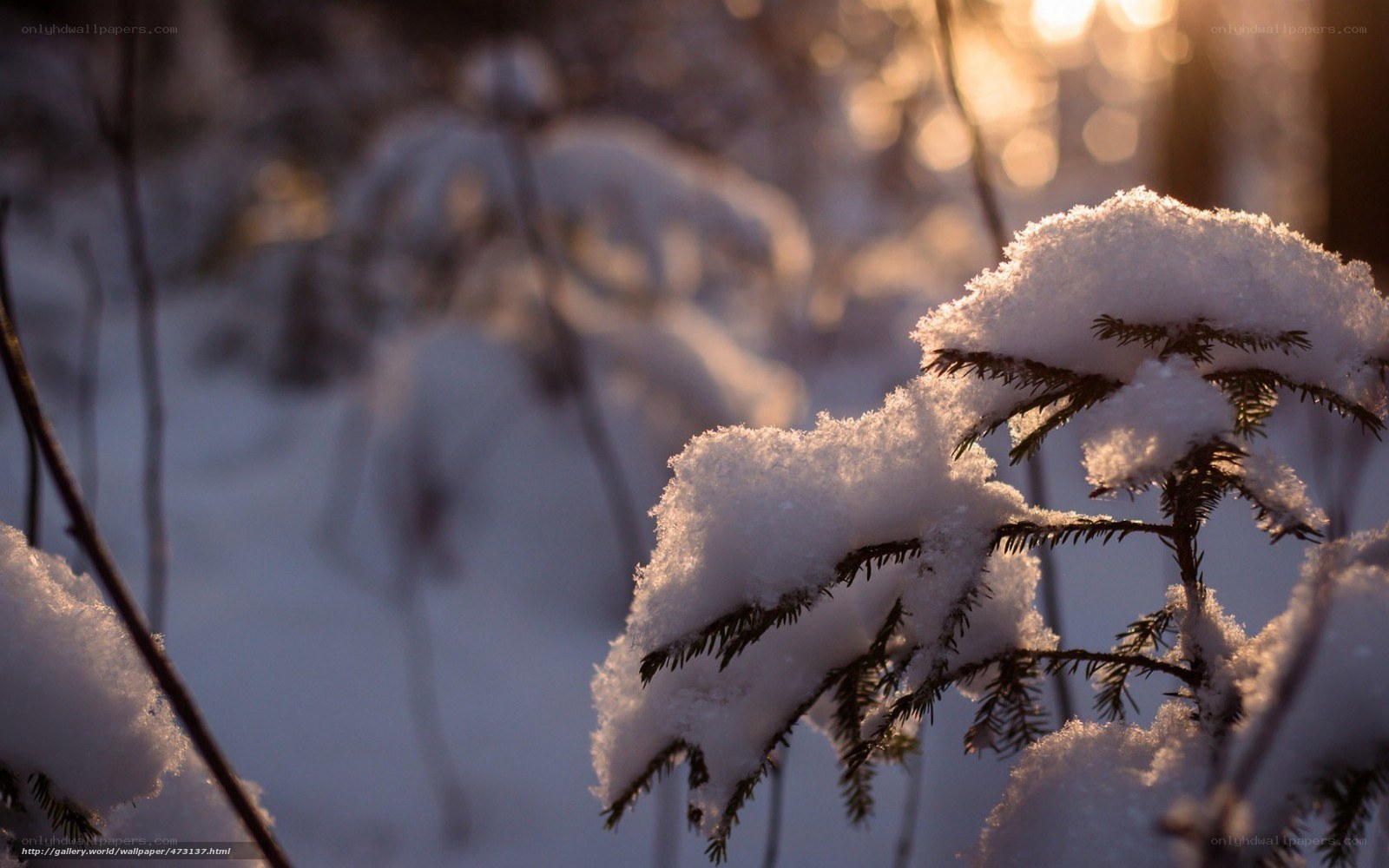 Snow-covered branches in sunlight