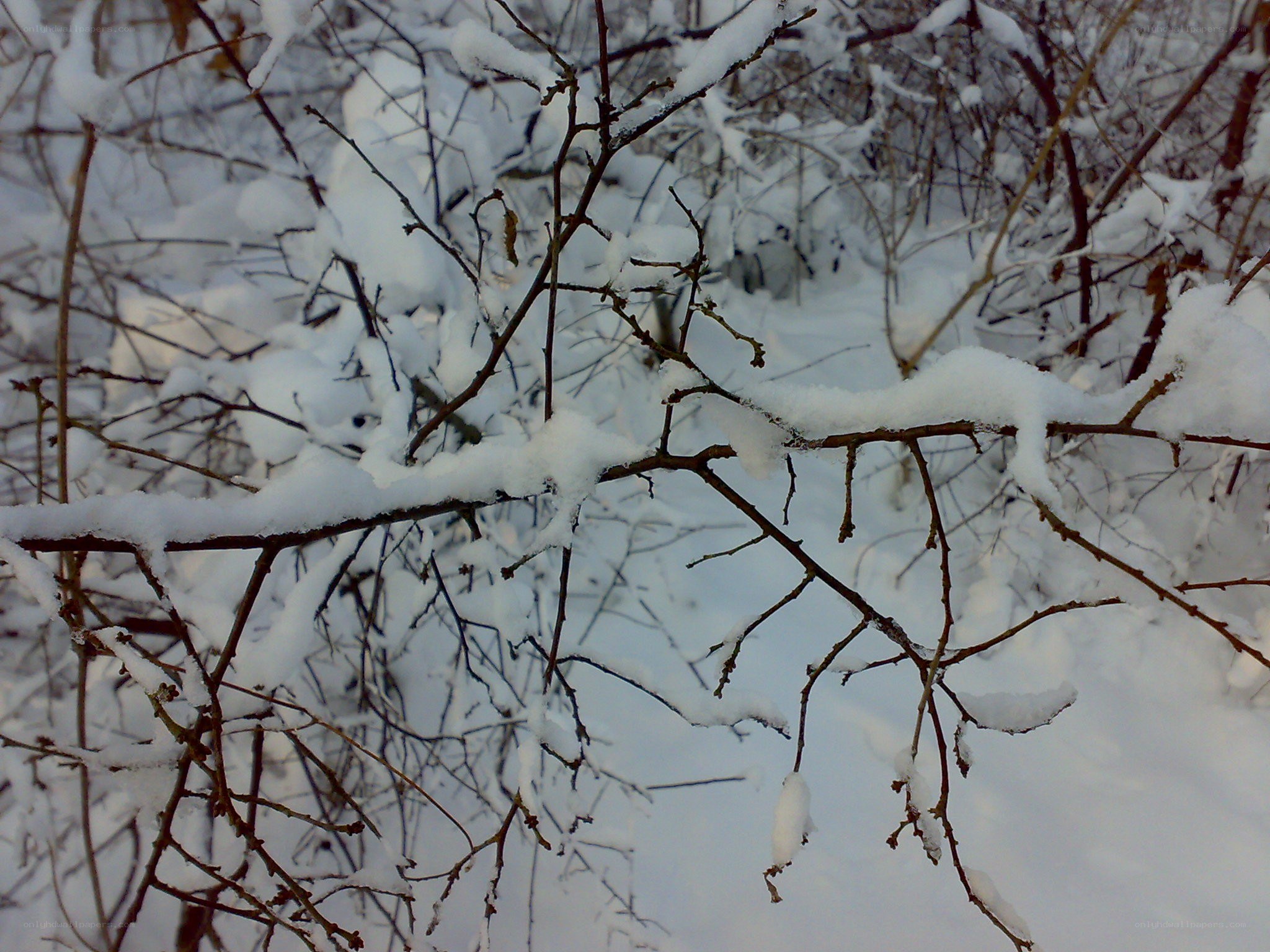 Snow-covered branches in winter
