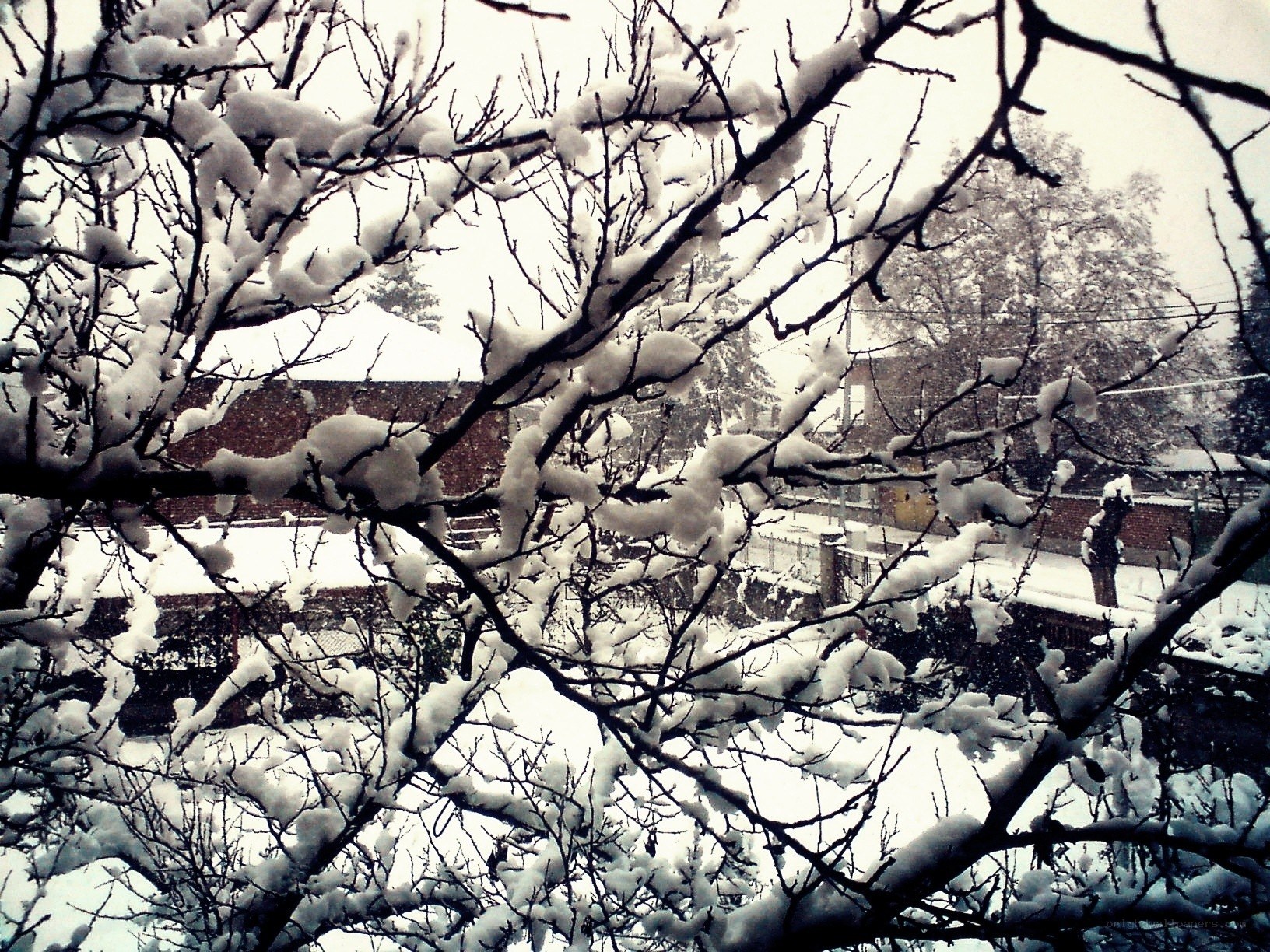 Snow-covered branches in winter