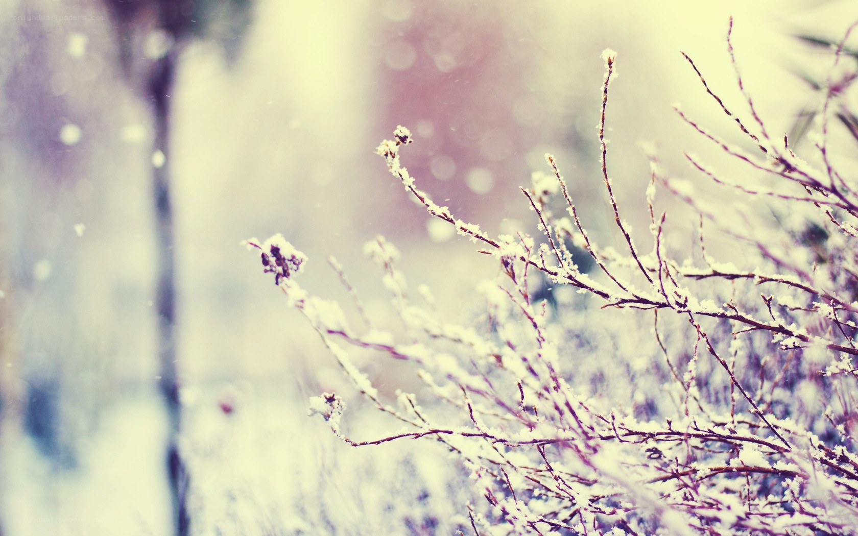 snow-covered branches in winter