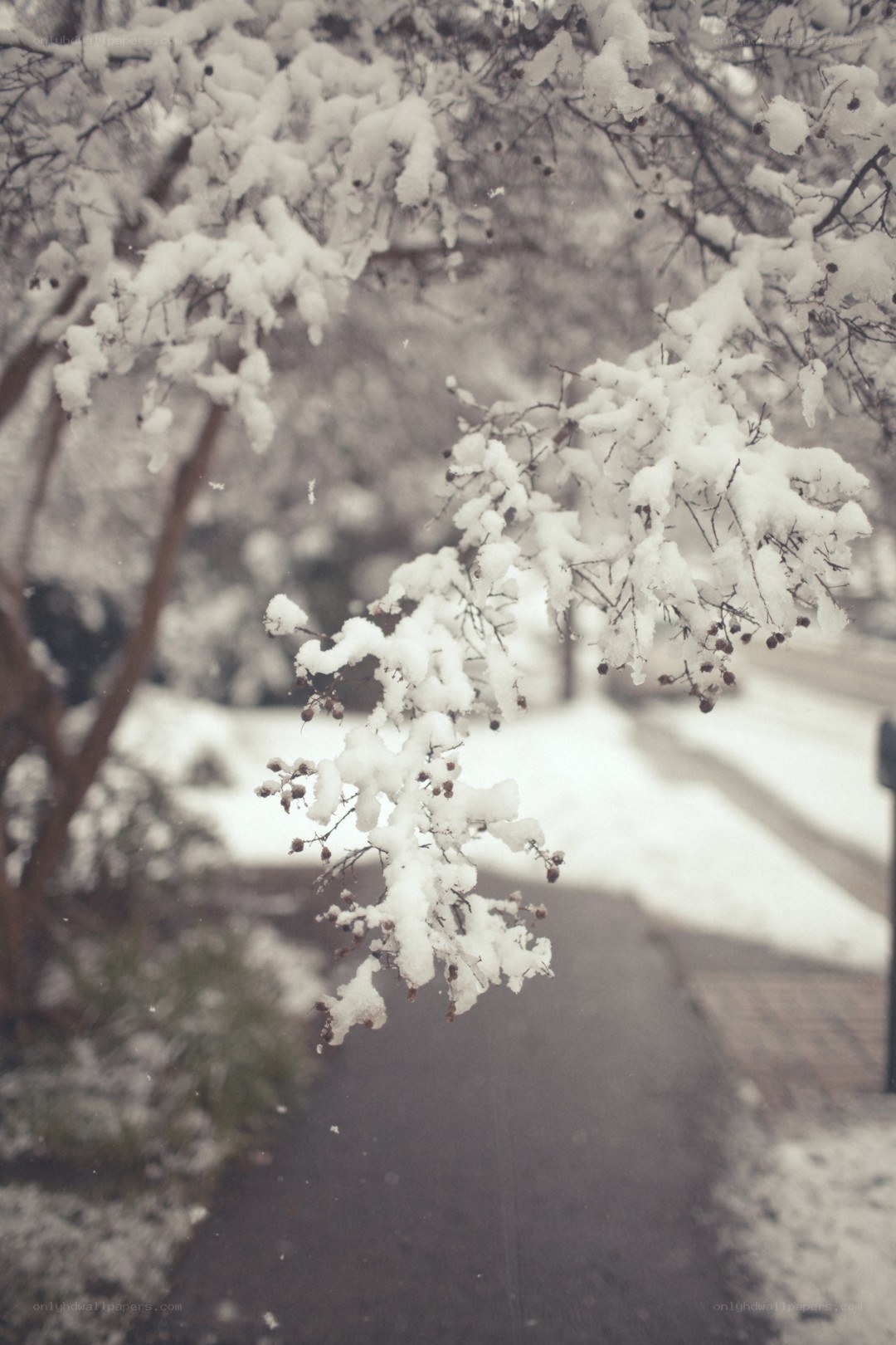 Snow-covered branches in winter