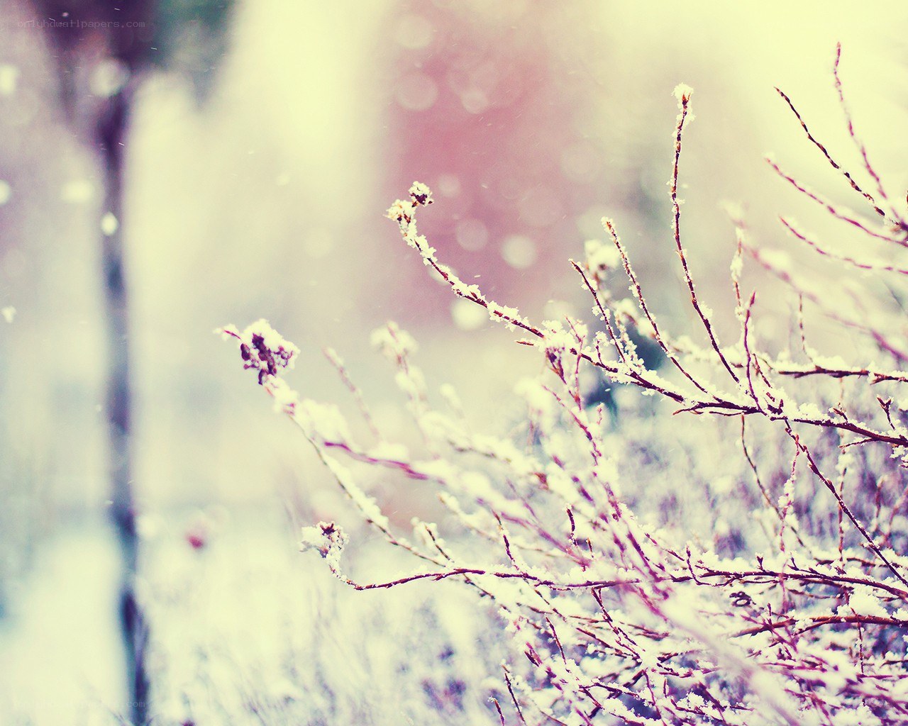 Snow-covered branches in winter