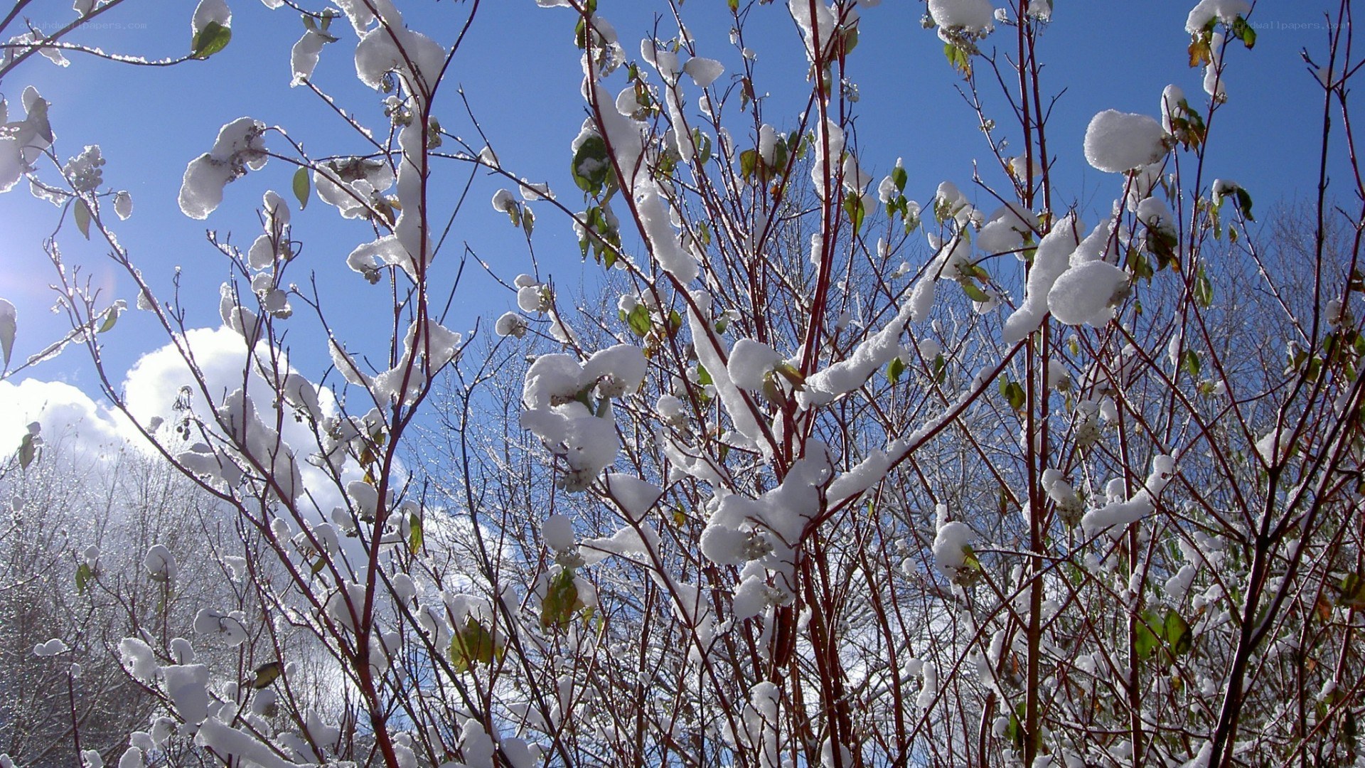 Snow-covered branches in winter