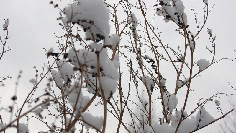 Snow-covered branches in winter