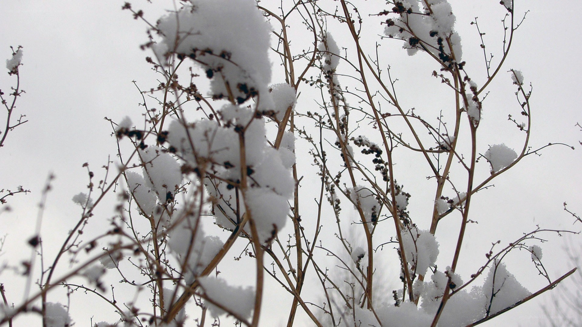 Snow-covered branches in winter