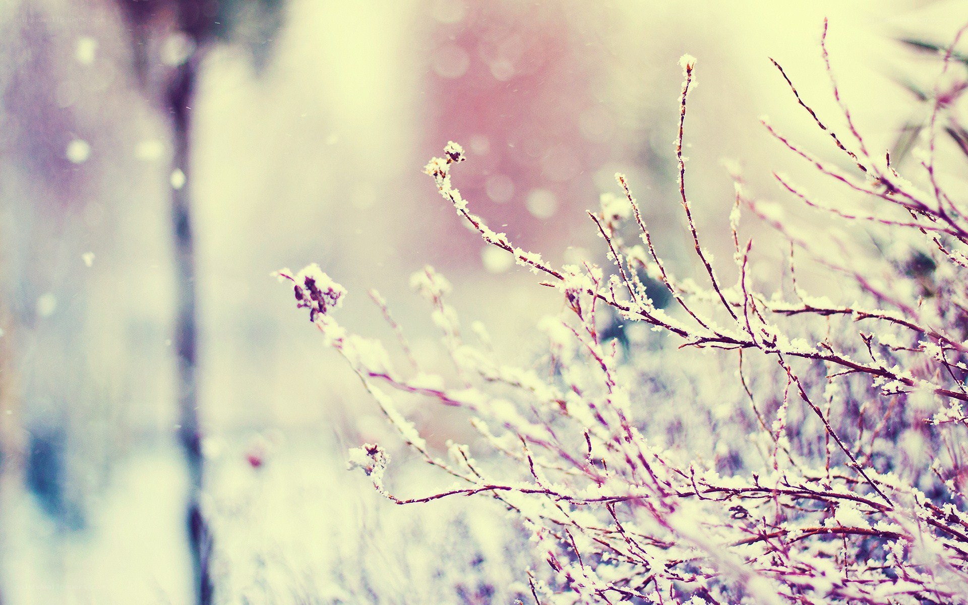 Snow-covered branches in winter