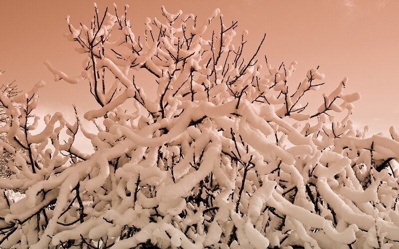 Snow-covered branches in winter
