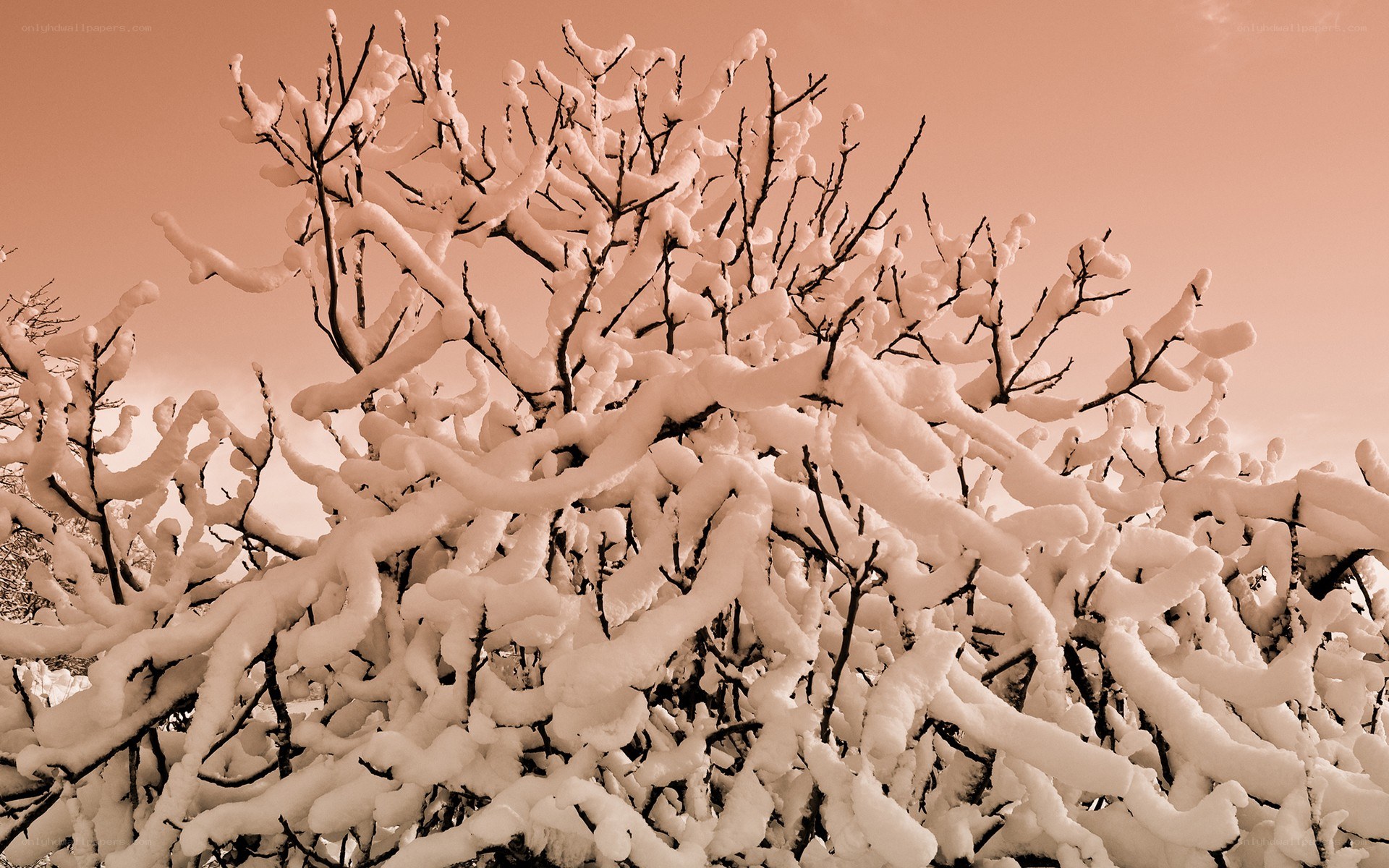Snow-covered branches in winter