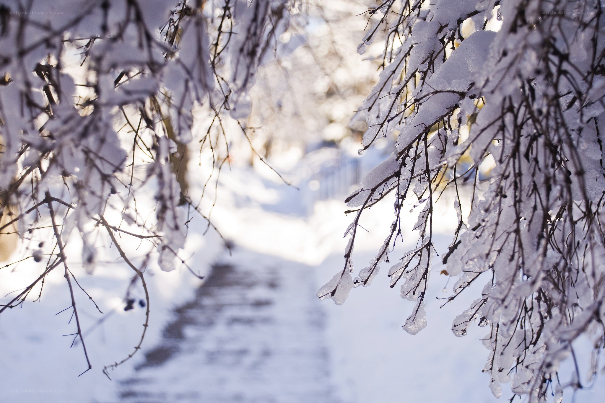 Snow-covered branches in winter