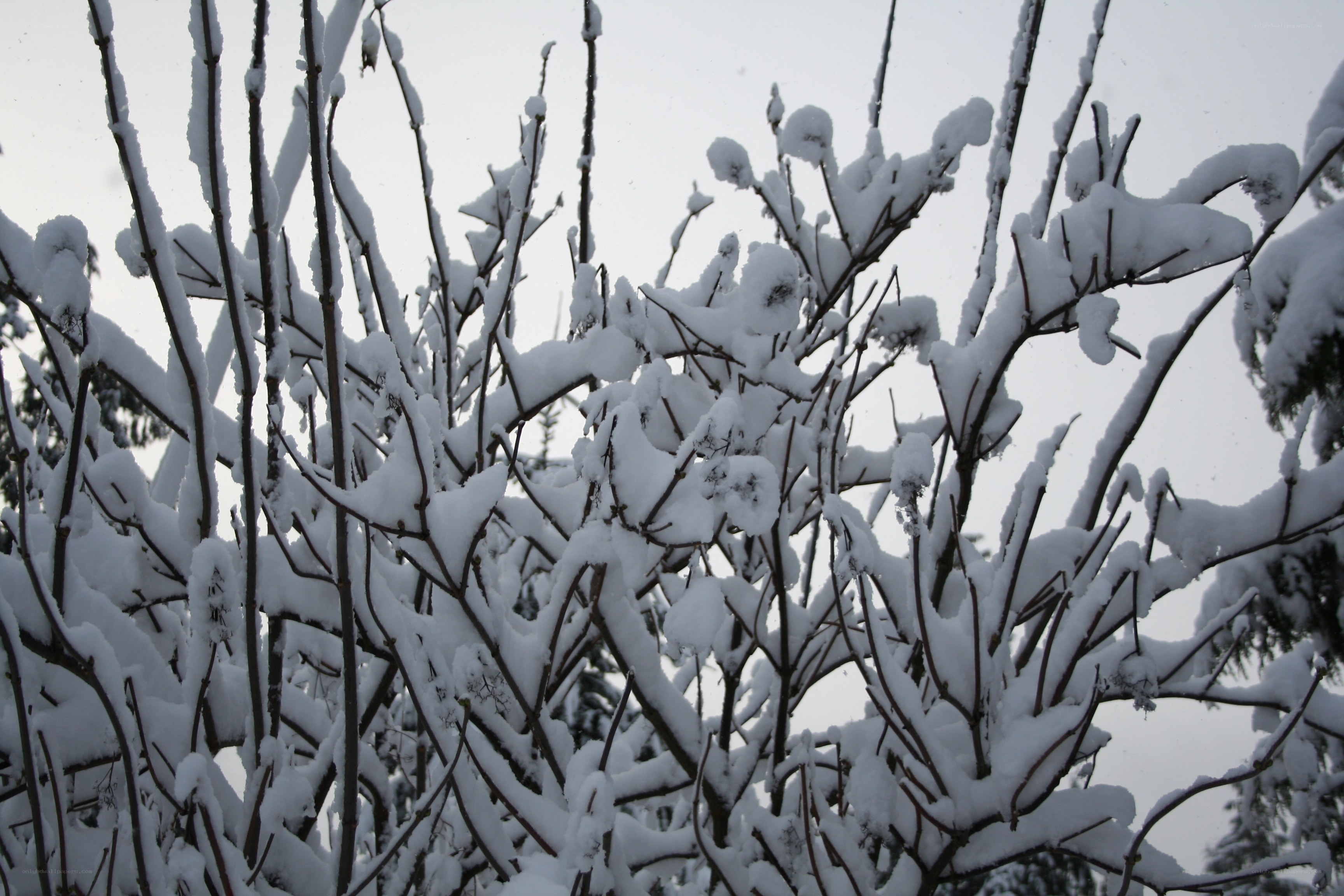 Snow-covered branches in winter