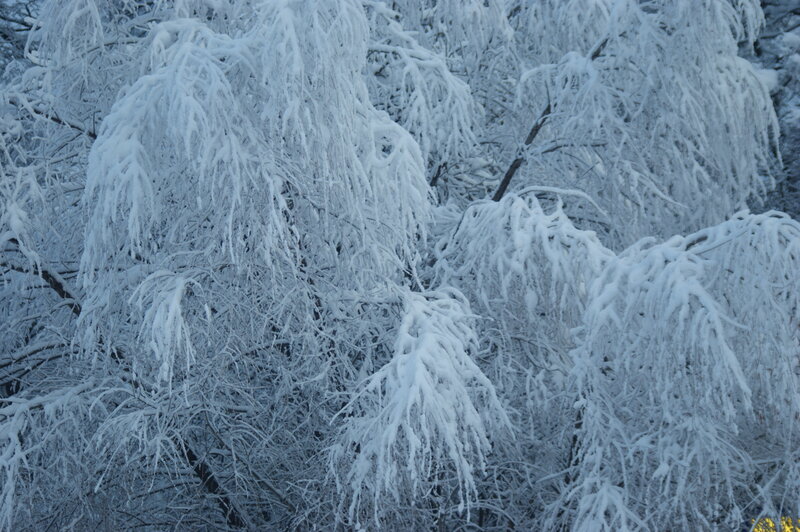 Snow-covered branches in winter