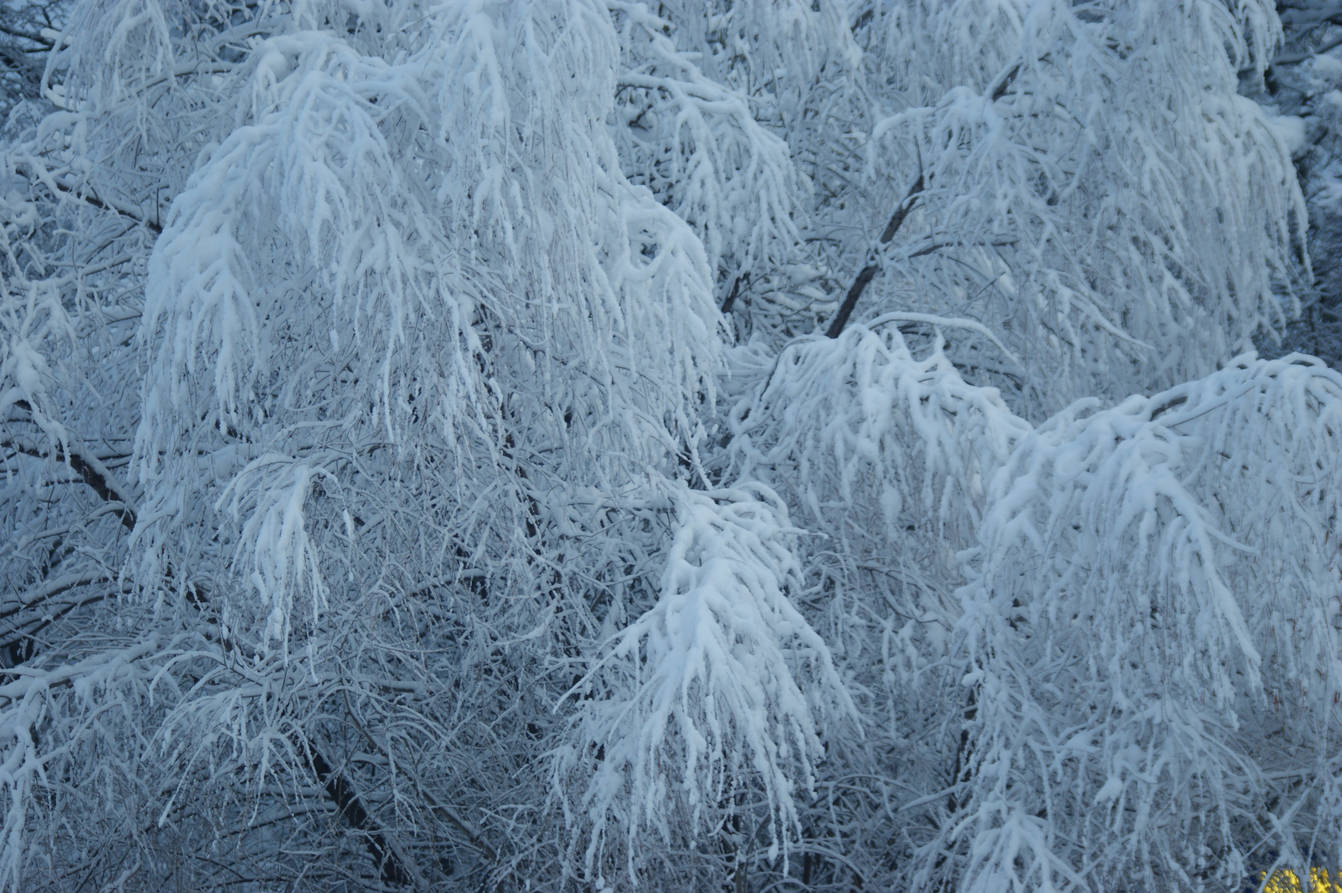 Snow-covered branches in winter