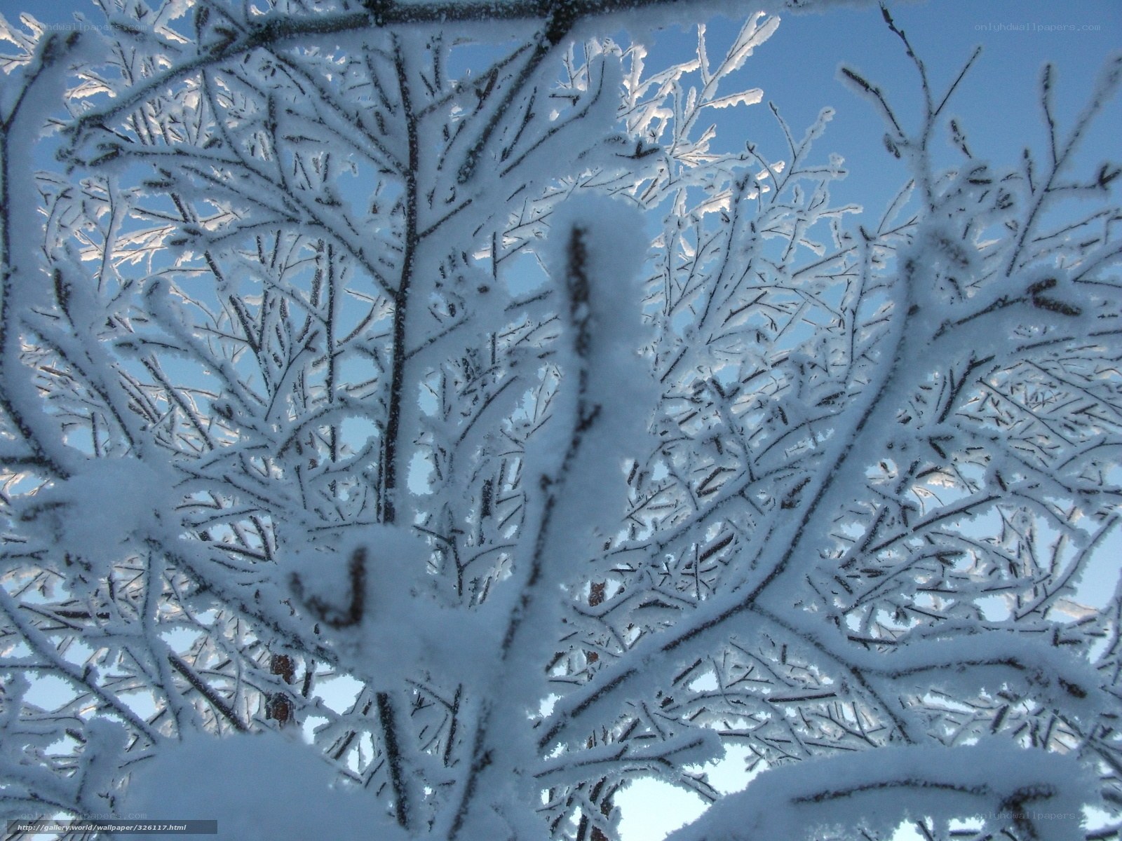 Snow-covered branches in winter