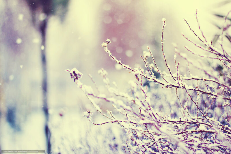 Snow-covered branches in winter