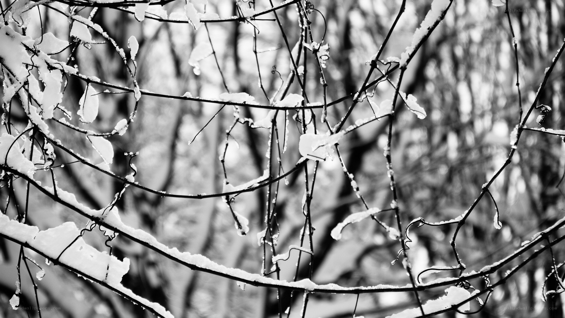 Snow-covered branches in winter