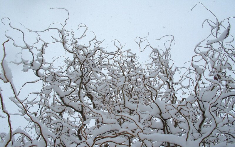 Snow-covered branches in winter