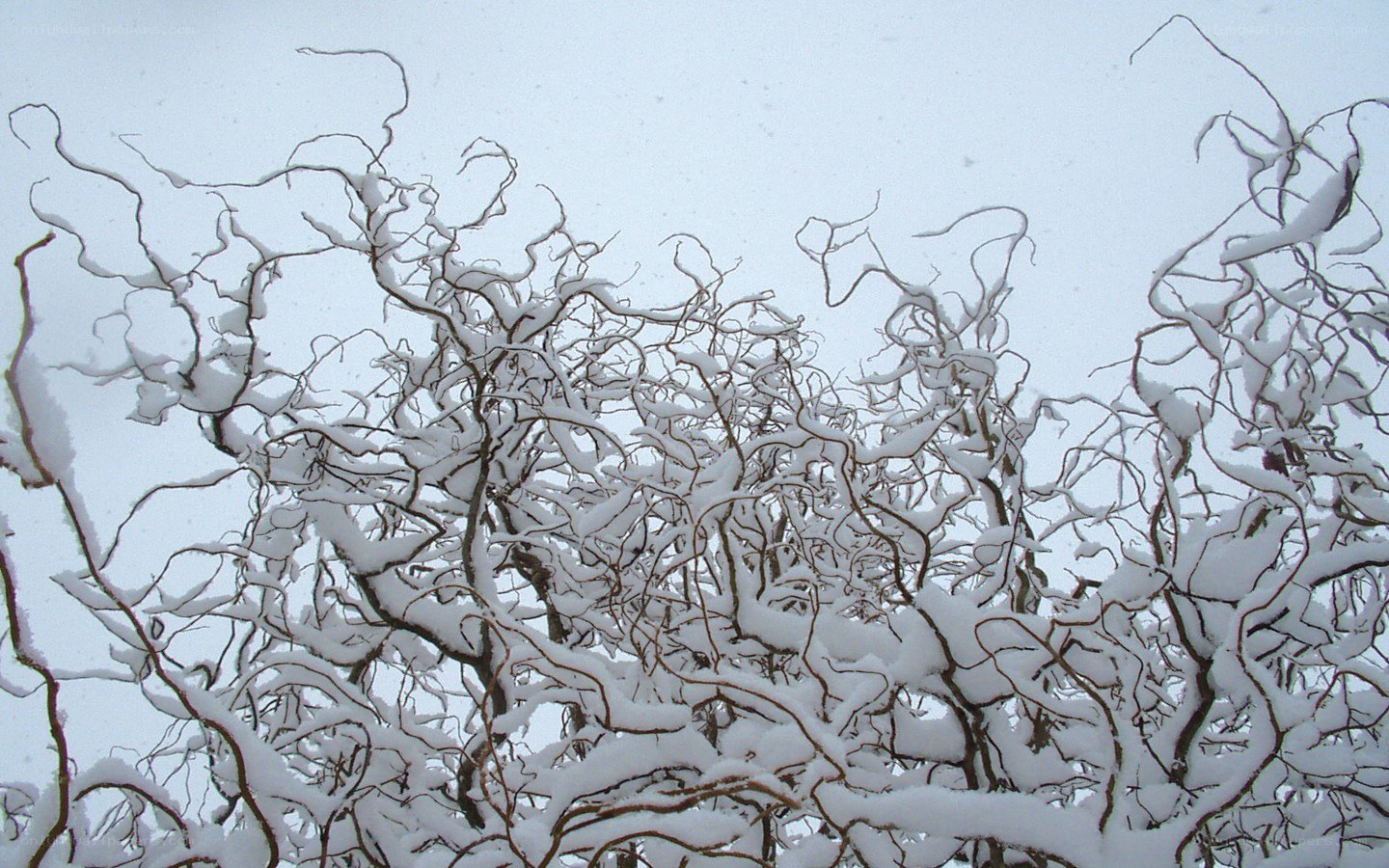 Snow-covered branches in winter