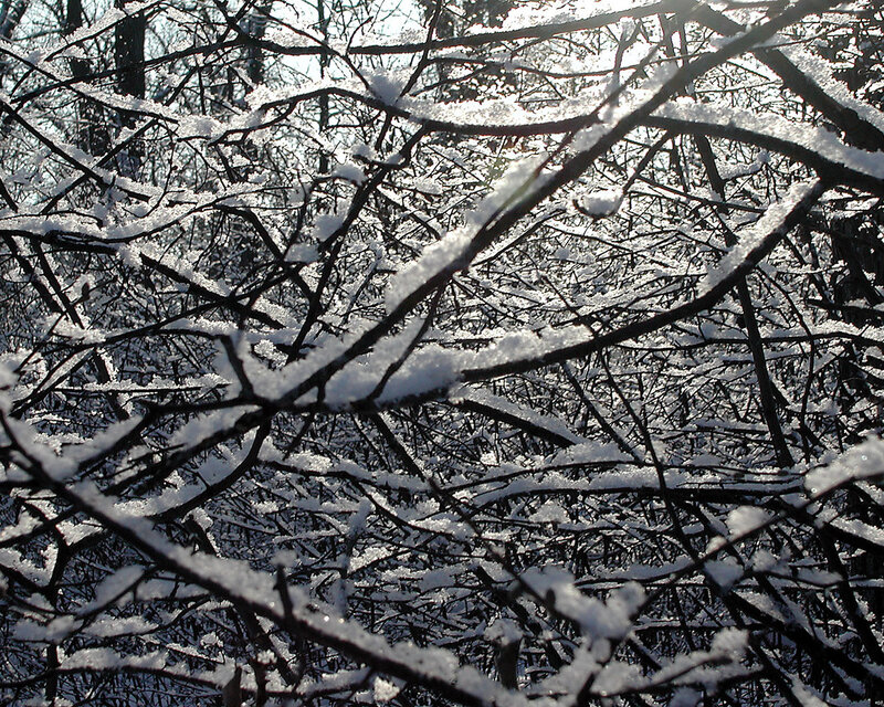 Snow-covered branches in winter
