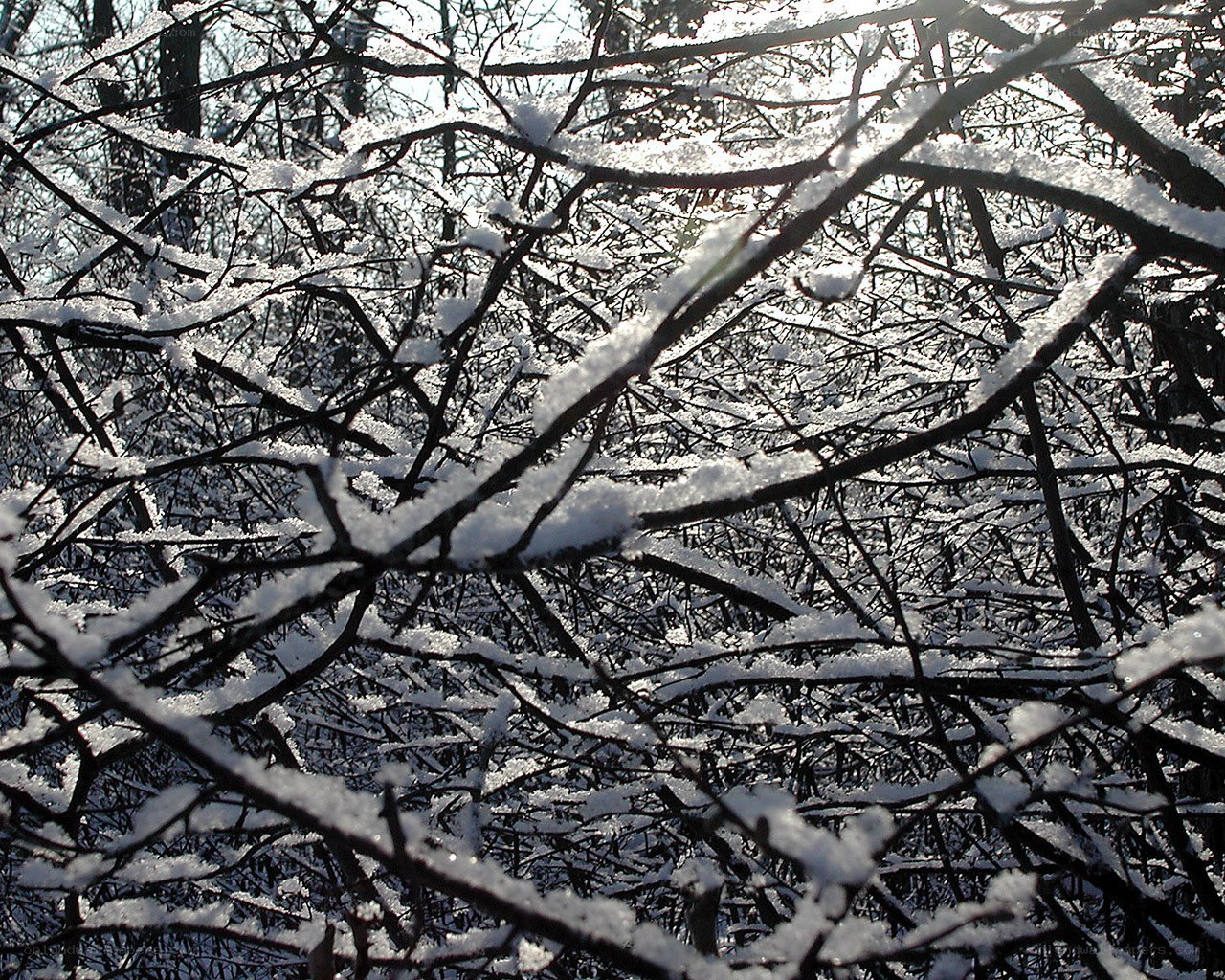 Snow-covered branches in winter