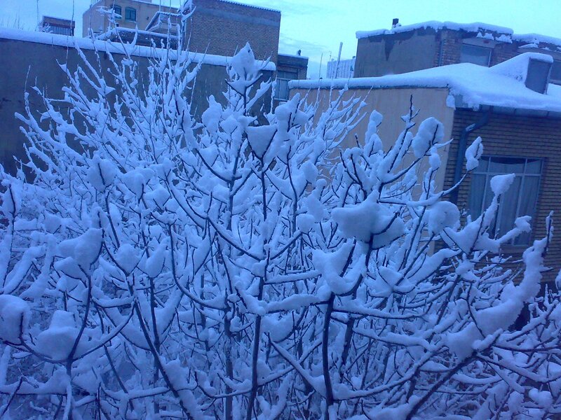 Snow-covered branches in winter