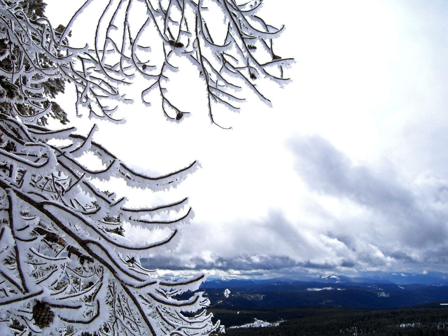 Snow-covered branches in winter