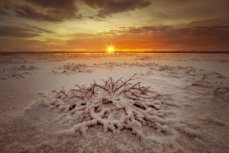 Snow-covered Branches — Orange, Dramatic