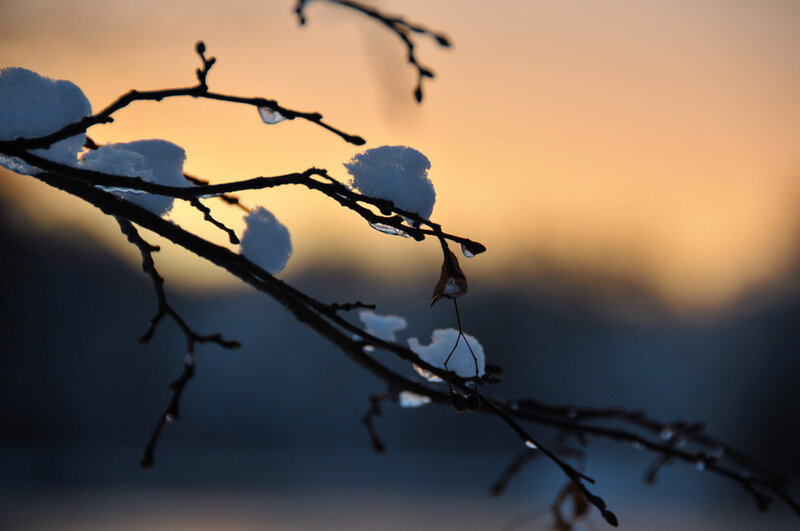 Snow-covered Branches — Orange