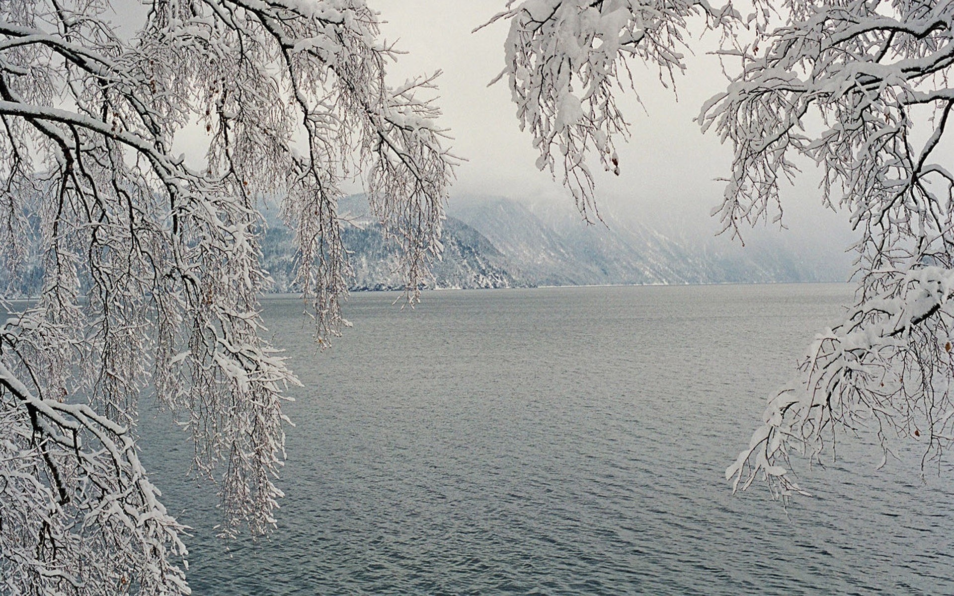 Snow-covered branches over a lake